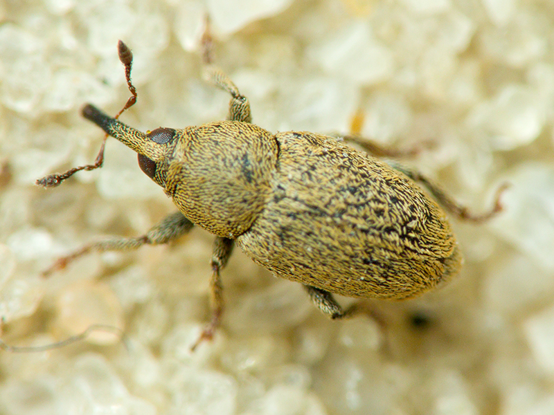 Sibinia (Sibinia) unicolor (Fahraeus, 1843)